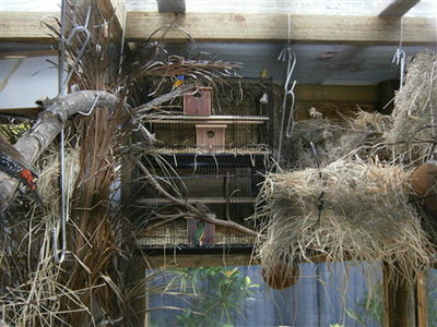 emblema nest above star nest