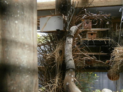 Star nest below gouldian box with star hen in it