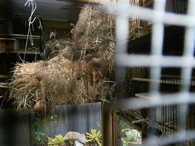 group of coconut nests-loved by the waxbills
