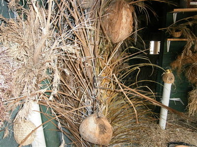 GRoup of coconuts in nesting &quot;tower&quot; in dried palm fronds-the stars love nesting in the fronds.