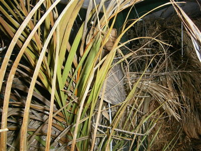 fire finch favourite area, coconut cluster