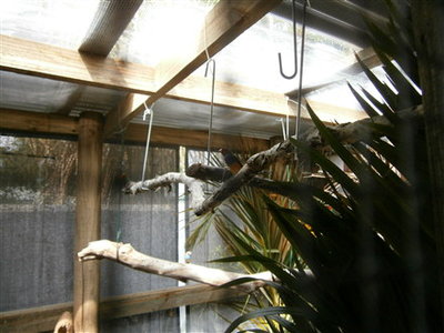 Clear roof sheeting in aviary extension