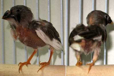 Just before finally getting a cage to itself.