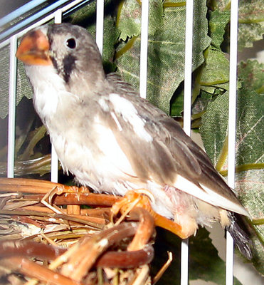 A better shot of the tail feathers coming in.