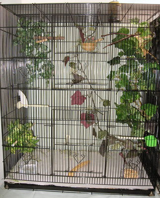 I rehomed 2 overly-loud brother finches and then, somehow, ended up with another pair of zebras.
