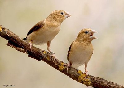 African Silverbill.jpg