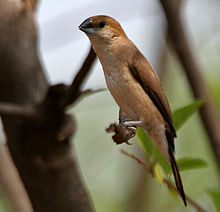 Indian_Silverbill_(Lonchura_malabarica)_near_Hyderabad_W_IMG_7786.jpg