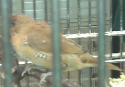 bird.jpg