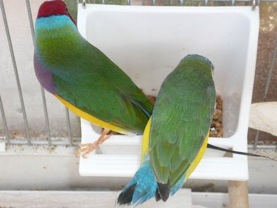 The two brothers...one lilac breast and the other is white breast