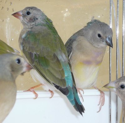 Molting...