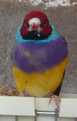 His chin...and breast who is molting too.