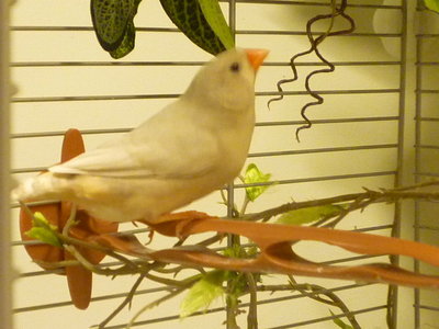 Pretty fawn female