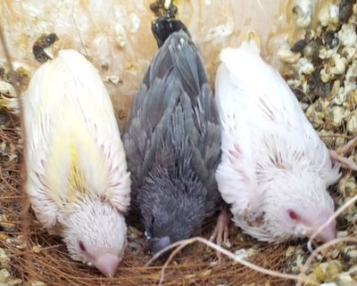 blue lutino albino.jpg