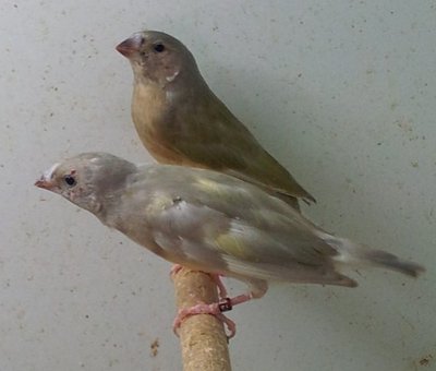 2 OF Yellows.jpg