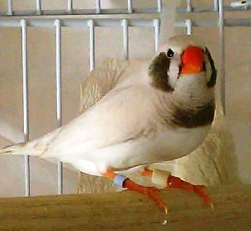 1-7-2012 BC CCFW male pair 2.jpg