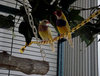 My favorite yellow back gouldian, they gave my 2 clutches while in quarantine, I don't want to move them yet. They're current on 6 eggs (3rd clutch)