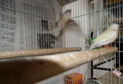 Yellow gouldian juvies