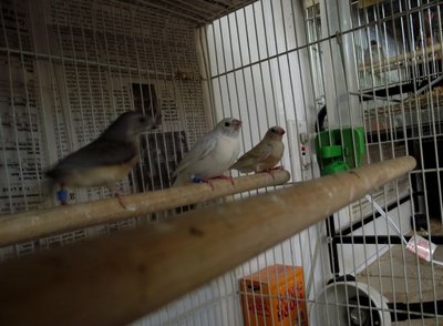 future silver back and blue back goulds