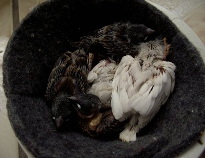 I put some more star finch eggs under the zebra, now I got some 2 white babies, what the heck? maybe the zebra decided to want to breed some of the own.