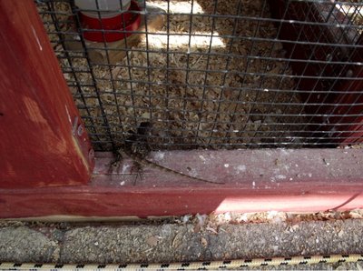 lizard.jpg