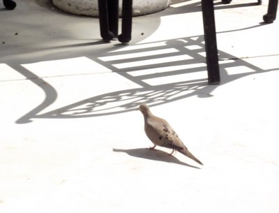 wild dove.jpg