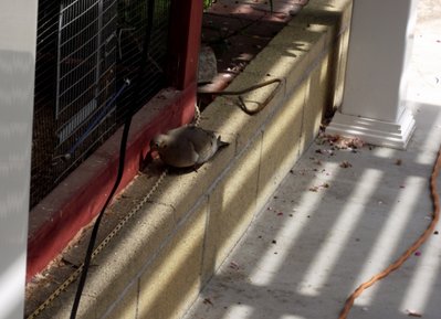 wild dove2.jpg