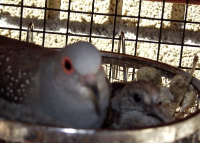 My diamond dove with her 2 weeks old baby. This dove breed in my main aviary.