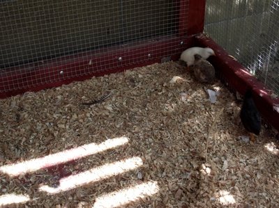 Quail3.jpg