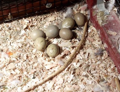 quail eggs.jpg