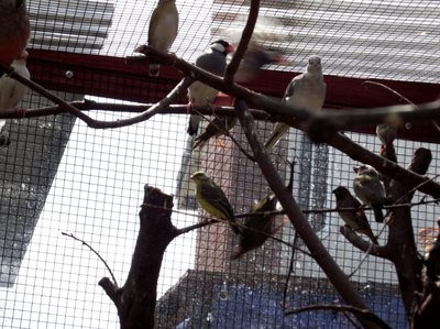 different birds.jpg