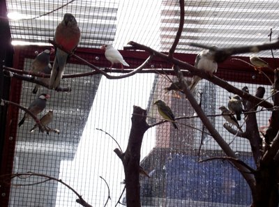 different birds2.jpg