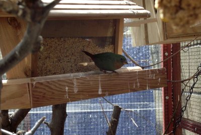 Young parrot finch.jpg