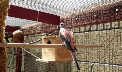 My bourkes bred one time, but they didn't have how to take care of the babies, they all died, it has been a month, I think about to breed again, I saw the male feeding the female.