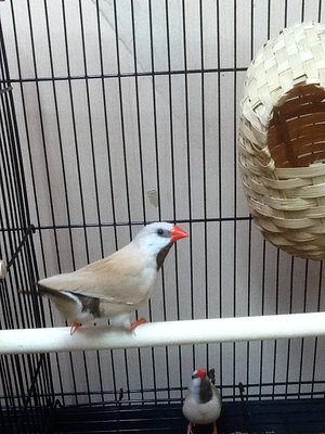 My fawn shaft tail on of my favorite birds