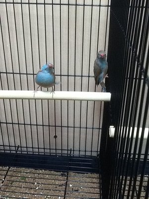 My pair of cordon bleu's