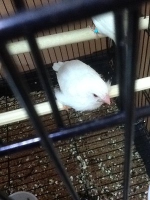 This is one of my three baby albino's that just came out of the nest. I love them.