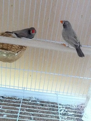 bc zebra finches Sitting on 6 eggs at the moment