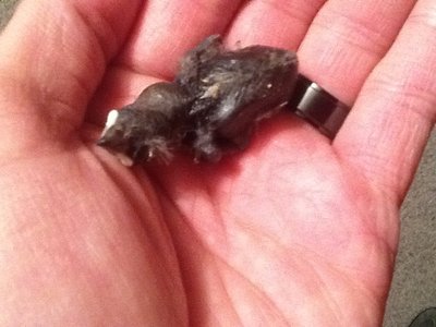My baby cut throat that i am hand feeding. he/she is 8 days old.