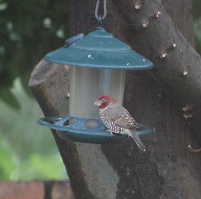 red headed finch