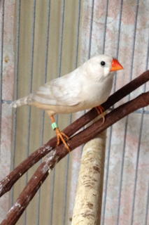 female1