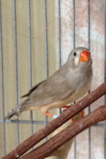 female2