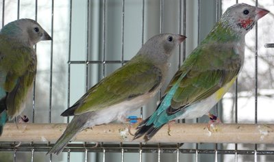 The sea green hen, an other unrelated young normal green back hen and the Opaline sister...