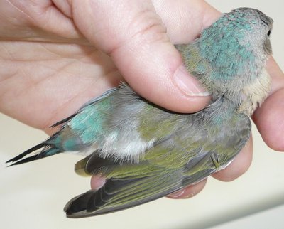 Seagreen or Turquoise back!!! (or neck and tertiary feathers...!)