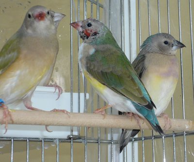 Sisters... an intense &quot;Opaline's hen version&quot; with her sea green sister's...!