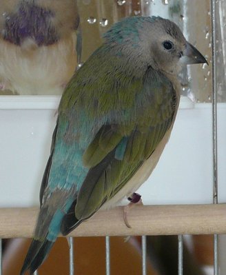 The sea green almost blue back hen...who's not so good today...