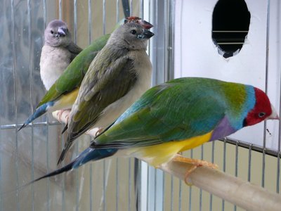 Opaline's family...Opaline cock, VDM3b and their daughters...