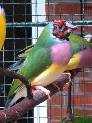 VDM3b, the mother of the sea green hen