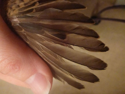 feather mites 010.JPG