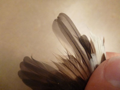 feather mites 006.JPG
