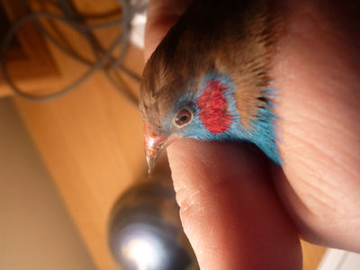feather mites 001.JPG